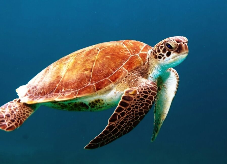 Tortue marine nageant au-dessus d’un récif dans une eau turquoise