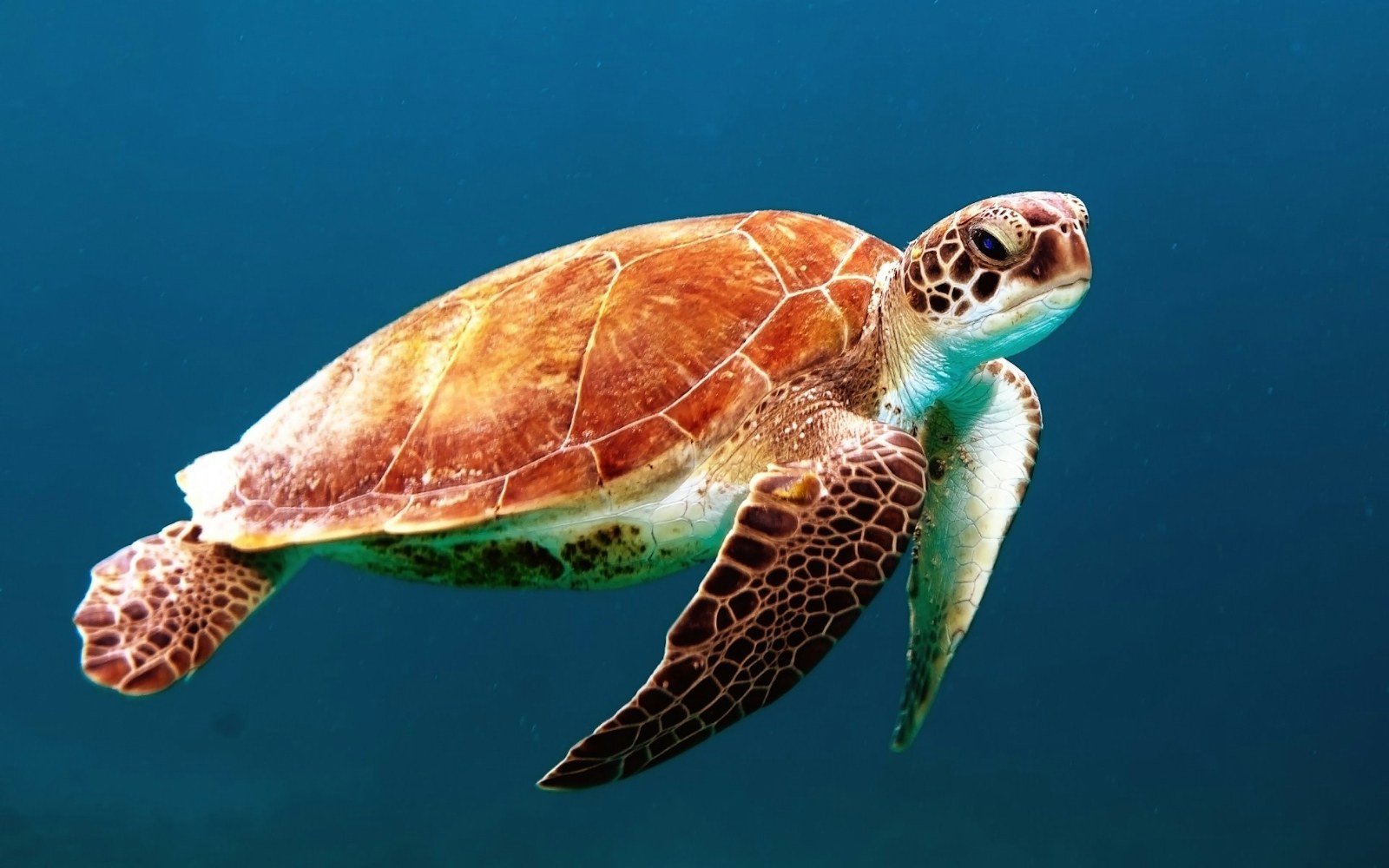 Tortue marine nageant au-dessus d’un récif dans une eau turquoise