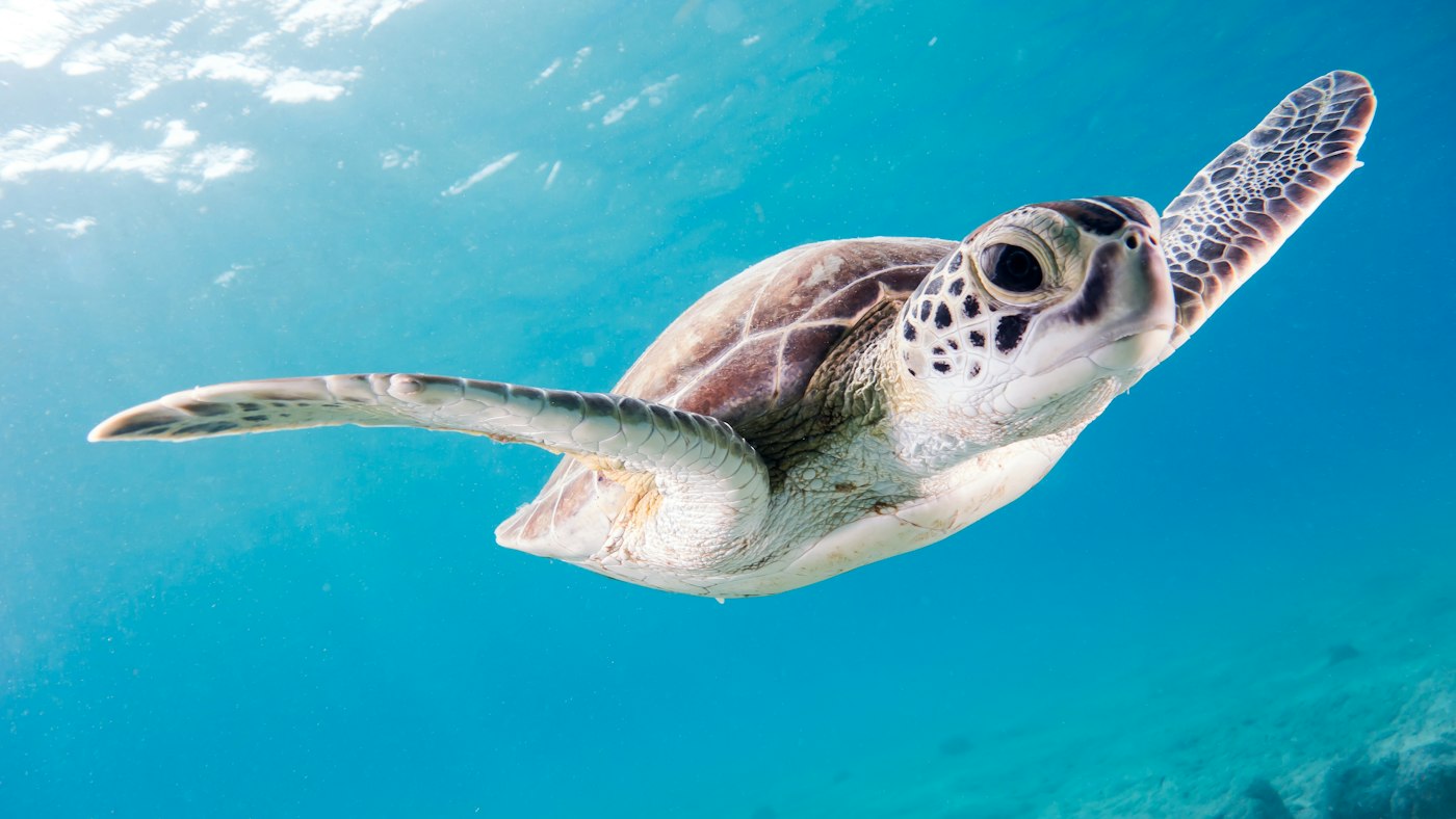 Tortue marine vue de près sous l’eau, avec sa carapace et ses nageoires visibles